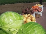 Отборные картошка, морковь, свекла, капуста и другие овощи от поставщика в Алтайском крае / Тюмень